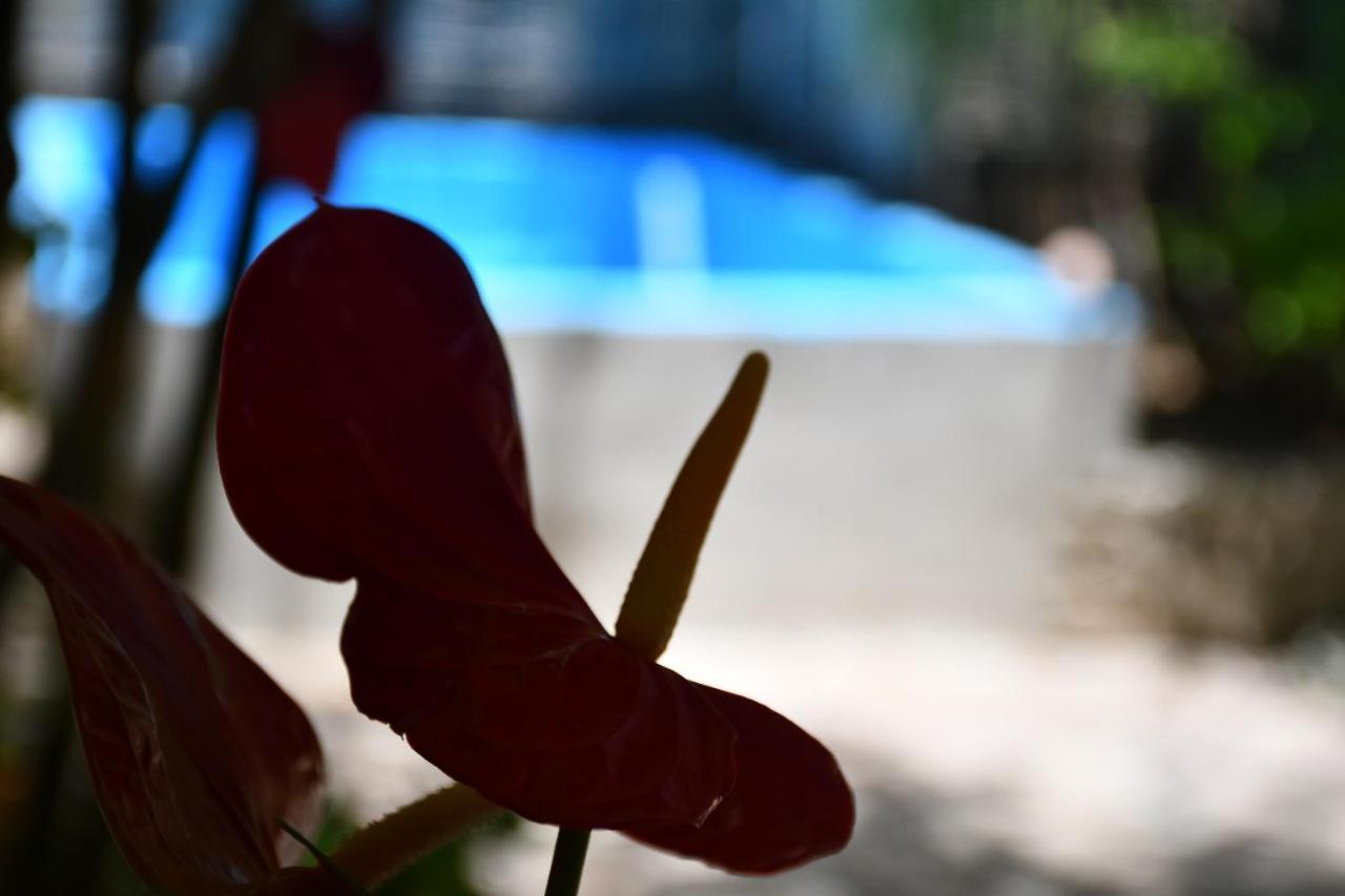 La Playita Hostal San José del Cabo 외부 사진